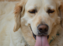 por donde sudan los perros curiosidades sobre el sudor canino