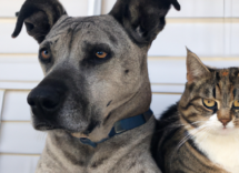 amistad perros gatos