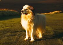 rough collie o pastor escoces