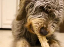 snack naturali essiccati per cani come prepararlipng