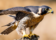 luccello piu veloce del mondo e il falco pellegrino