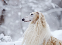 quale e la razza di cane piu stupida