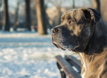 quali sono i 5 cani piu forti al mondo