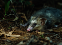 perche alcuni animali si fingono morti