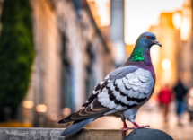 come capire se un uccello ha laviaria