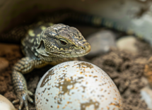 ¿Cómo cuidar un huevo de lagarto?