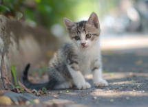 se trovo un gatto abbandonato posso tenerlo