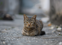 cosa fare se trovi un gatto abbandonato per strada