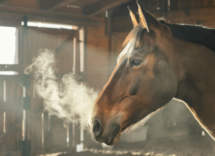 asma nel cavallo tutto quello che ce da sapere