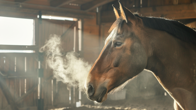 asma nel cavallo tutto quello che ce da sapere