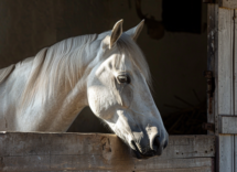 cavallo andaluso tutto quello che ce da sapere