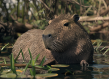 contentcreativestudio a capybara specimen in its natural habita 6dba20e0 0cad 4f95 8d2b 5d94f25e61b3