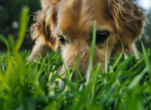 perche il mio cane mangia lerba